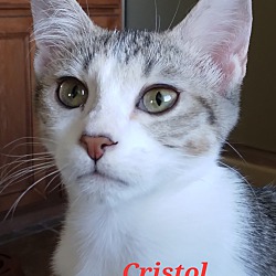 Photo of Cristol