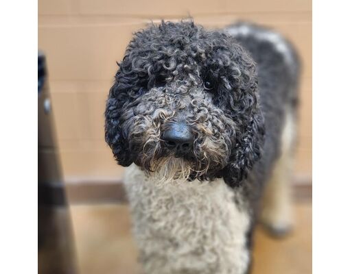 Montgomery, AL - Poodle (Standard). Meet Panda a Pet for Adoption ...