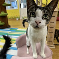 adopt a pet