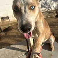 adopt a pet