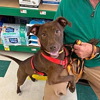 adopt a pet