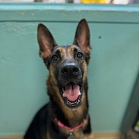 adopt a pet