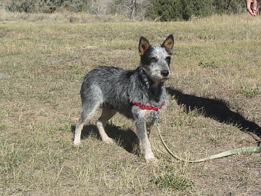 Fox terrier top cross cattle dog
