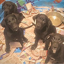 Thumbnail photo of Black Lab Pups #1