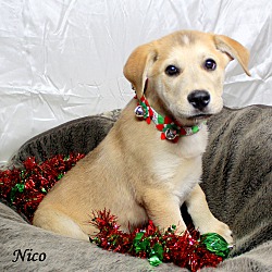 Thumbnail photo of Nico~adopted! #4
