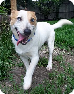 australian shepherd jack russell mix size