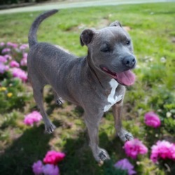 Photo of Clover (In Foster Care) (Adoption Fee Sponsored)