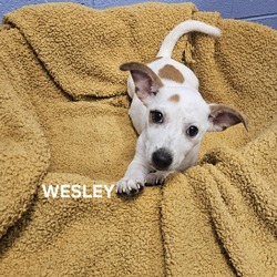 Thumbnail photo of Wesley #1