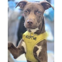 adopt a pet