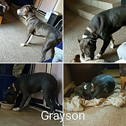 Thumbnail photo of Grayson #1