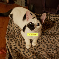 Photo of Domino-adopted 3-30-19