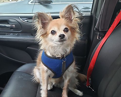 Phoenix, AZ - Papillon/Chihuahua. Meet Yogi a Pet for Adoption ...