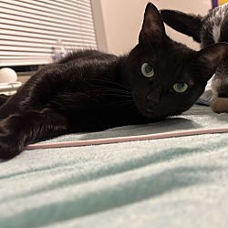 Photo of Shadow