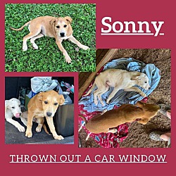 Thumbnail photo of Sonny #2