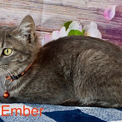 Thumbnail photo of Ember #3