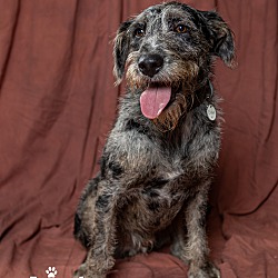 Groveland, FL - Catahoula Leopard Dog/Labradoodle. Meet Diesel a Pet