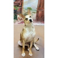 adopt-pet