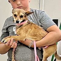 adopt a pet