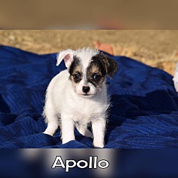 Thumbnail photo of Apollo #1