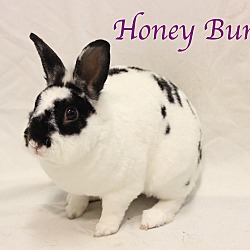 Thumbnail photo of Honey Bun #1