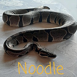 Thumbnail photo of Noodle #2