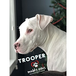 Photo of Trooper (Courtesy Post)