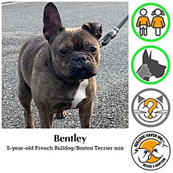 Thumbnail photo of Bentley - pending #1