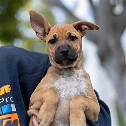 Thumbnail photo of Didi Pup - Mensa - Adopted! #1