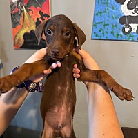 adopt a pet