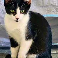 adopt-pet