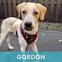 GORDON - Mixed Breed (Medium) available for adoption