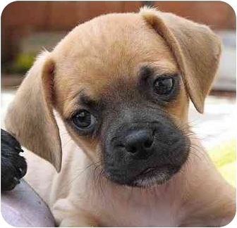 puggle and friends rescue
