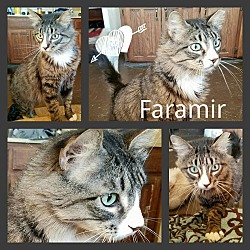 Thumbnail photo of Faramir #1