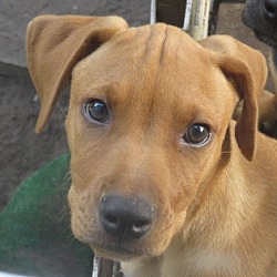 Thumbnail photo of Bruce ~ ADORABLE Puppy #1