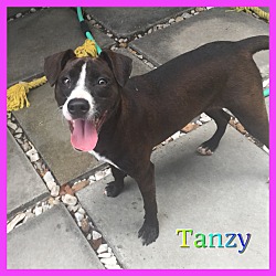 Thumbnail photo of Tanzy #3