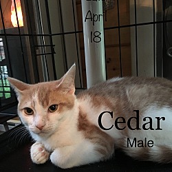Thumbnail photo of Cedar #1