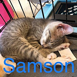 Photo of Samson