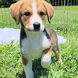 Thumbnail photo of Fay ~ adopted ~ #1