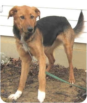 saluki german shepherd mix