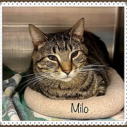 Photo of MILO