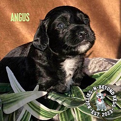 Photo of Angus - NO LONGER ACCEPTING APPLICATIONS
