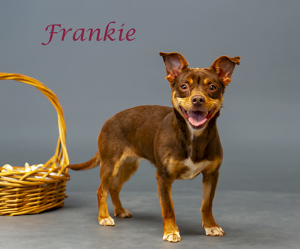 Thumbnail photo of Frankie #3