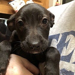 Photo of Shadow (Lone Star Litter)