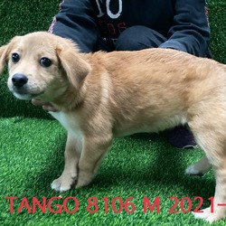 Thumbnail photo of Tango 8106 #4
