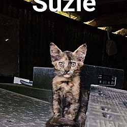 Thumbnail photo of Suzie (Susie Q) #4