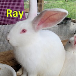 Thumbnail photo of Ray #3