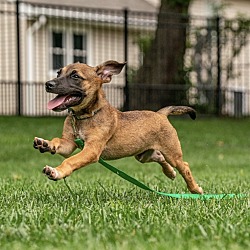 Thumbnail photo of HERSHEY  13 Pounds  PUPPY  FALL IN LOVE SPECIAL $185  FOSTERED IN NEW JERSEY #2