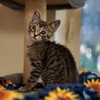 adopt-pet