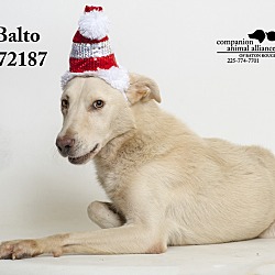 Thumbnail photo of Balto #2