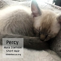 Thumbnail photo of Percy #4